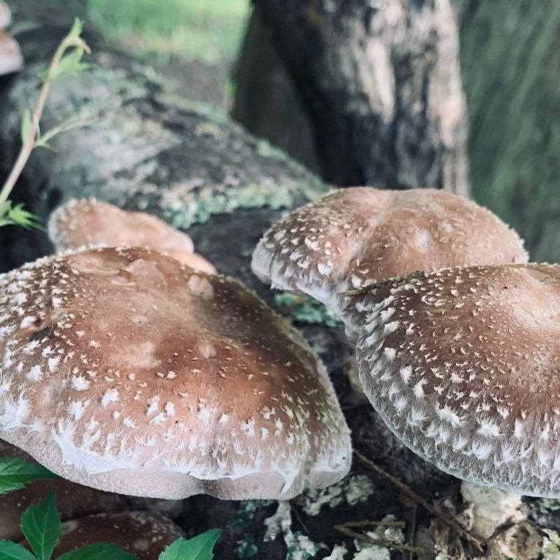Overview of Shiitake Log&nbsp;Inoculation