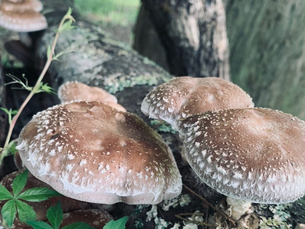 Overview of Shiitake Log&nbsp;Inoculation