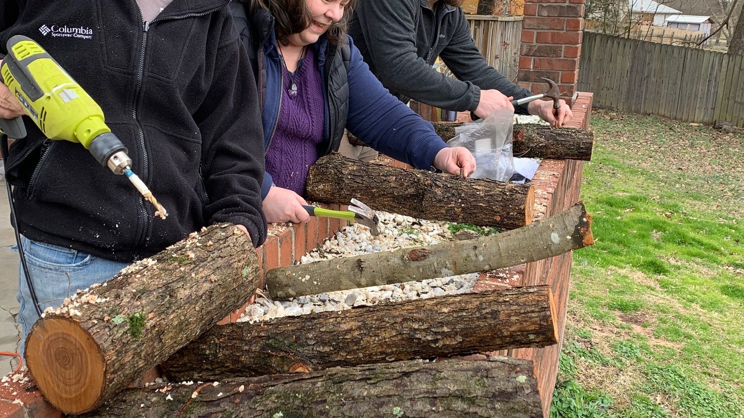 Drilling and inoculating shiitake mushroom logs with plug spawn